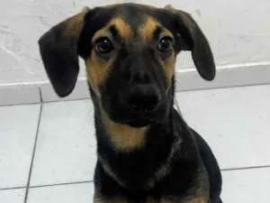 Cachorro raça SRD-ViraLata idade 7 a 11 meses nome Billy 