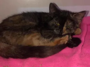 Gato raça SRD-ViraLata idade 2 a 6 meses nome Cristal
