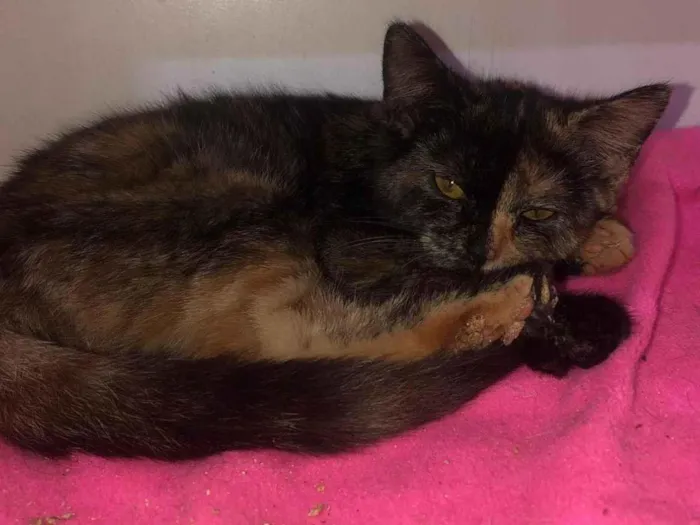 Gato ra a SRD-ViraLata idade 2 a 6 meses nome Cristal