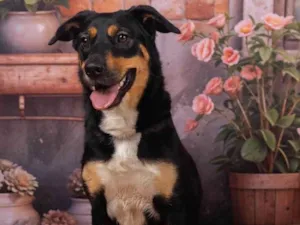 Cachorro raça SRD-ViraLata idade 2 anos nome Kyara 