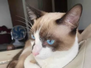 Gato raça SRD-ViraLata idade 2 a 6 meses nome Flokinho