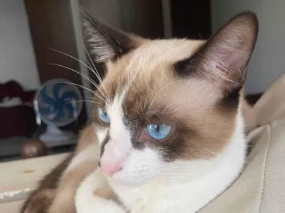 Gato raça SRD-ViraLata idade 2 a 6 meses nome Flokinho