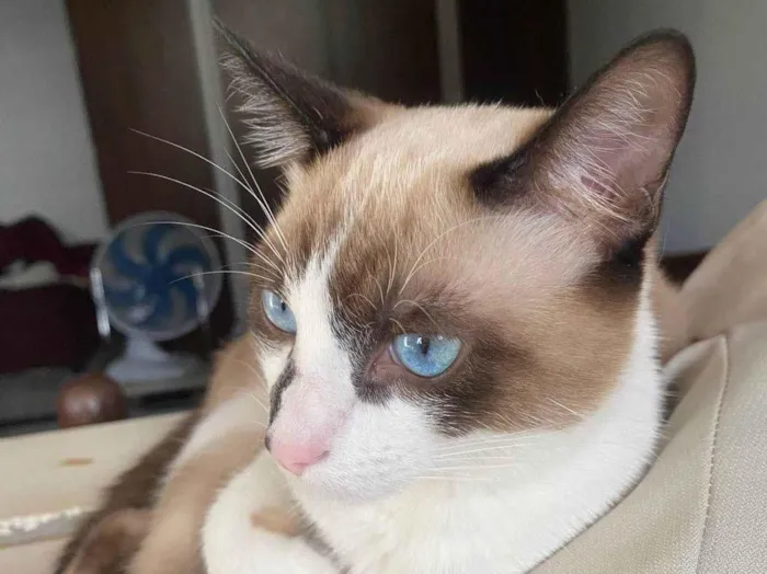 Gato ra a SRD-ViraLata idade 2 a 6 meses nome Flokinho