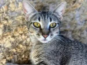 Gato raça SRD-ViraLata idade 1 ano nome Sophie 