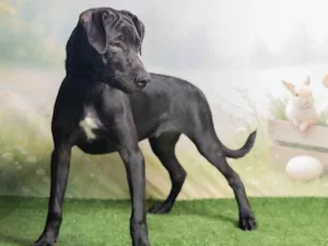 Cachorro raça SRD-ViraLata idade 2 a 6 meses nome Bento 