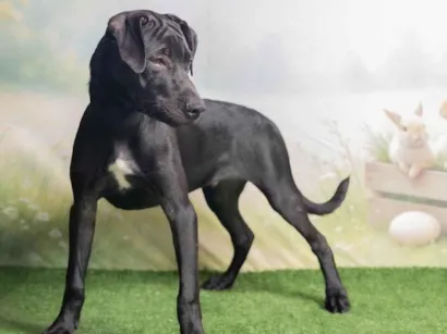 Cachorro raça SRD-ViraLata idade 2 a 6 meses nome Bento 