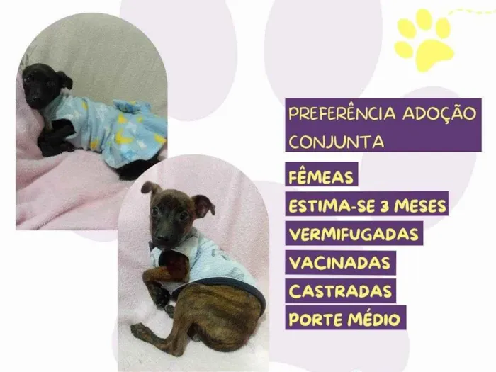 Cachorro ra a SRD-ViraLata idade 2 a 6 meses nome Jessy e Jeyne