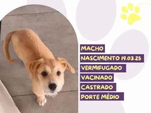 Cachorro raça SRD-ViraLata idade Abaixo de 2 meses nome Bonnie