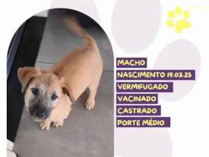Cachorro raça SRD-ViraLata idade 2 a 6 meses nome Benji