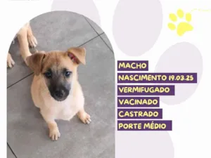 Cachorro raça SRD-ViraLata idade 2 a 6 meses nome Bartho