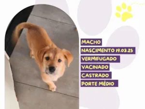 Cachorro raça SRD-ViraLata idade 2 a 6 meses nome Oliver