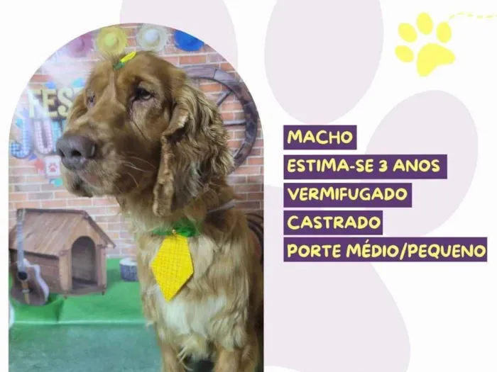 Cachorro ra a SRD-ViraLata idade 3 anos nome Chester