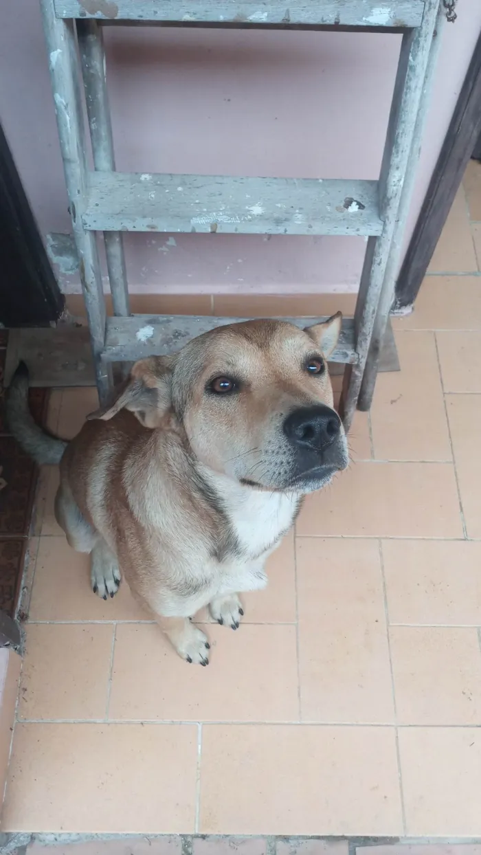 Cachorro ra a SRD-ViraLata idade 7 a 11 meses nome Swell