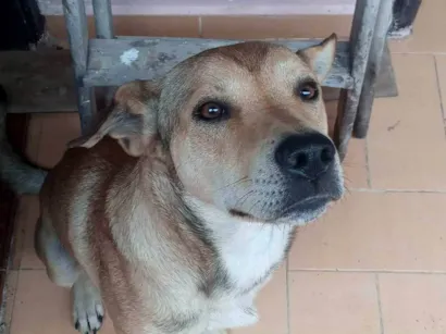 Cachorro raça SRD-ViraLata idade 7 a 11 meses nome Swell