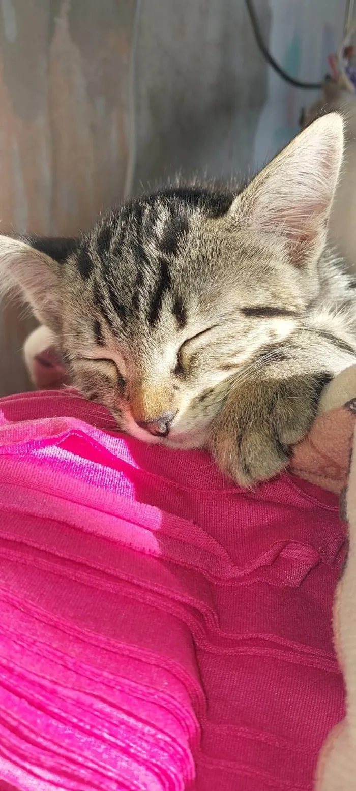 Gato ra a SRD-ViraLata idade 2 a 6 meses nome Ainda não tem nome