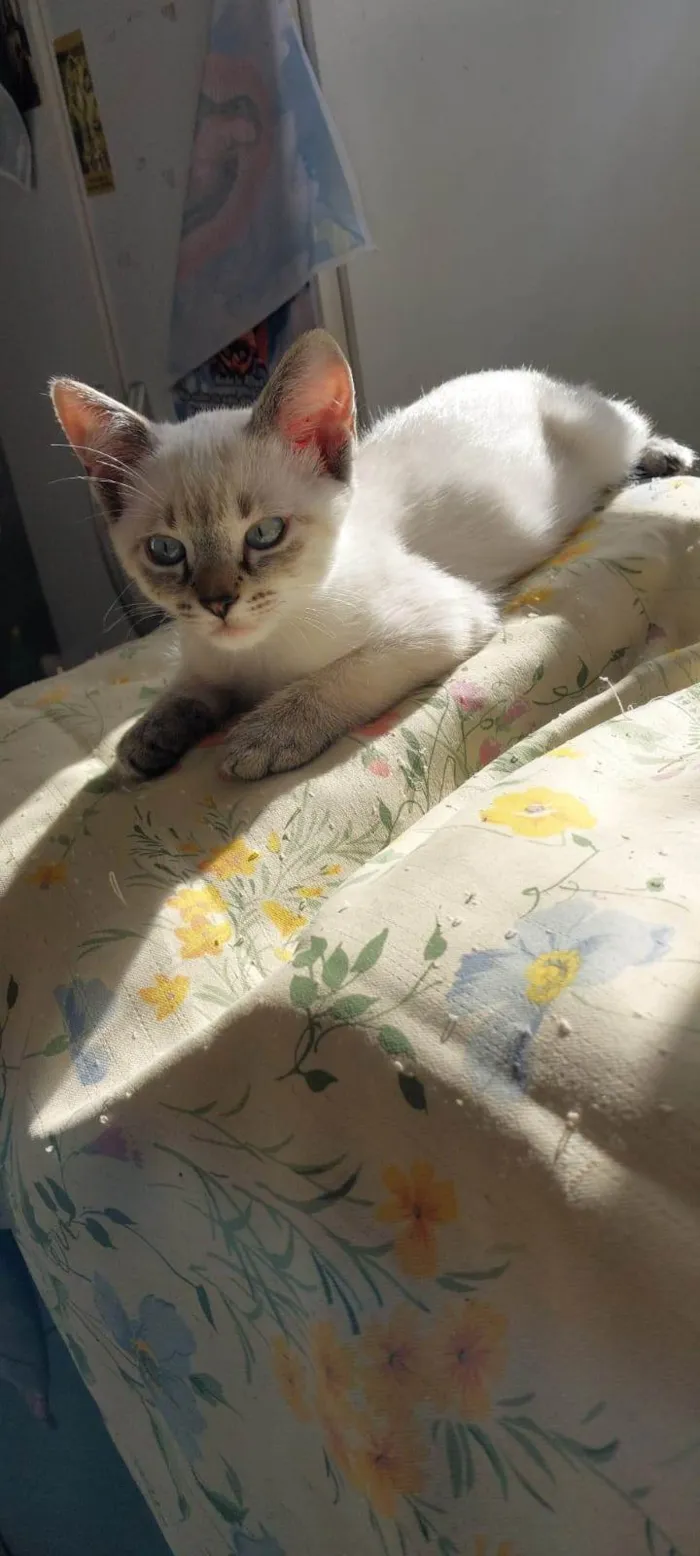 Gato ra a SRD-ViraLata idade 2 a 6 meses nome Ainda não tem nome
