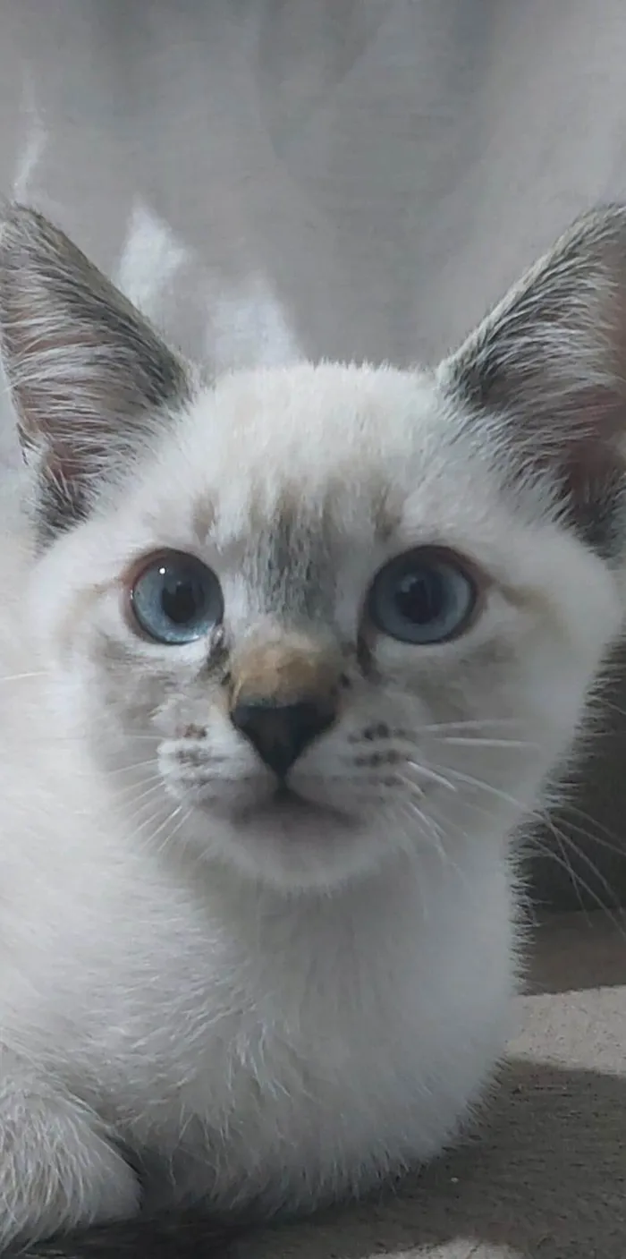 Gato ra a SRD-ViraLata idade 2 a 6 meses nome Ainda não tem nome