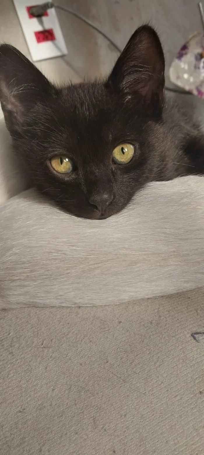 Gato ra a SRD-ViraLata idade 2 a 6 meses nome Ainda não tem nome
