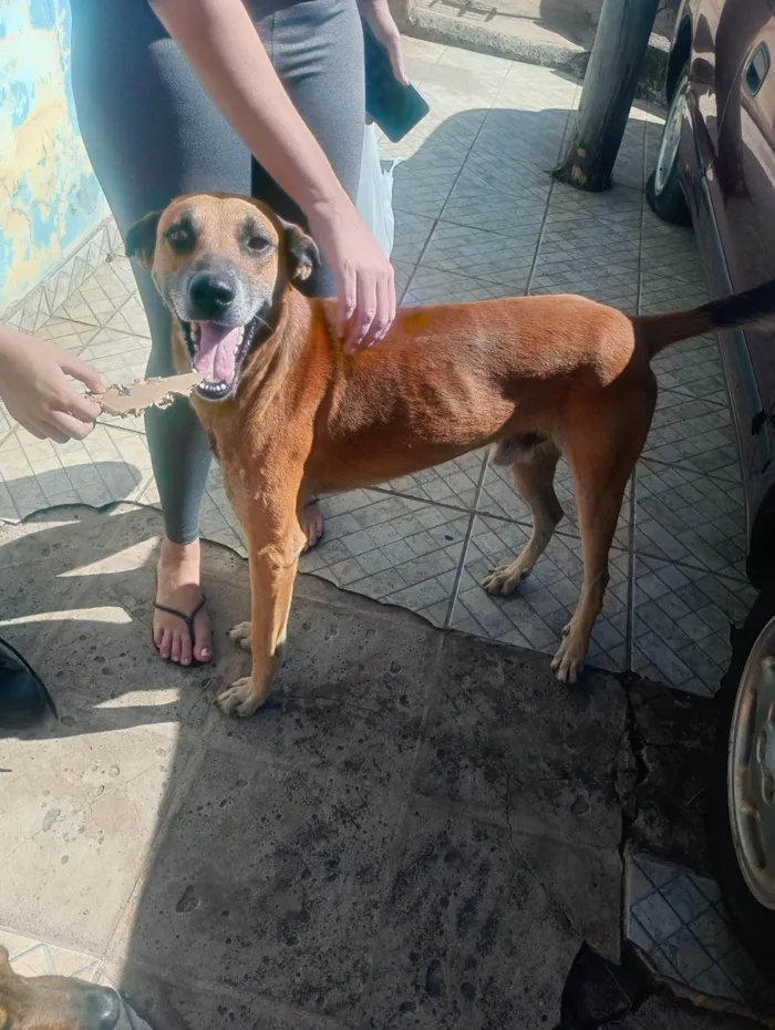 Cachorro ra a SRD-ViraLata idade 2 anos nome Marmaduque