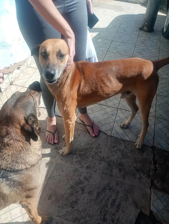Cachorro ra a SRD-ViraLata idade 2 anos nome Marmaduque
