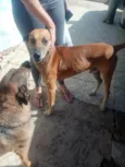 Marmaduque