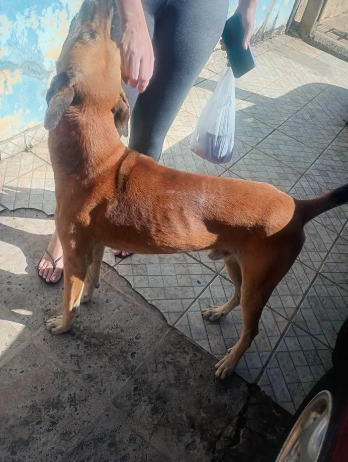 Cachorro ra a SRD-ViraLata idade 2 anos nome Marmaduque