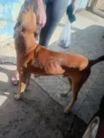 Marmaduque