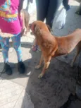 Marmaduque