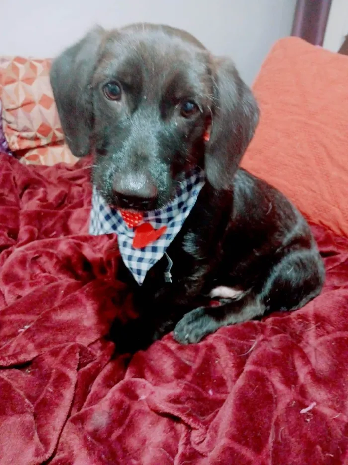 Cachorro ra a SRD-ViraLata idade 2 a 6 meses nome Chokito
