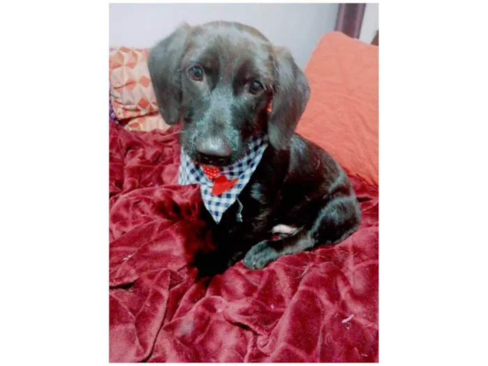Cachorro ra a SRD-ViraLata idade 2 a 6 meses nome Chokito
