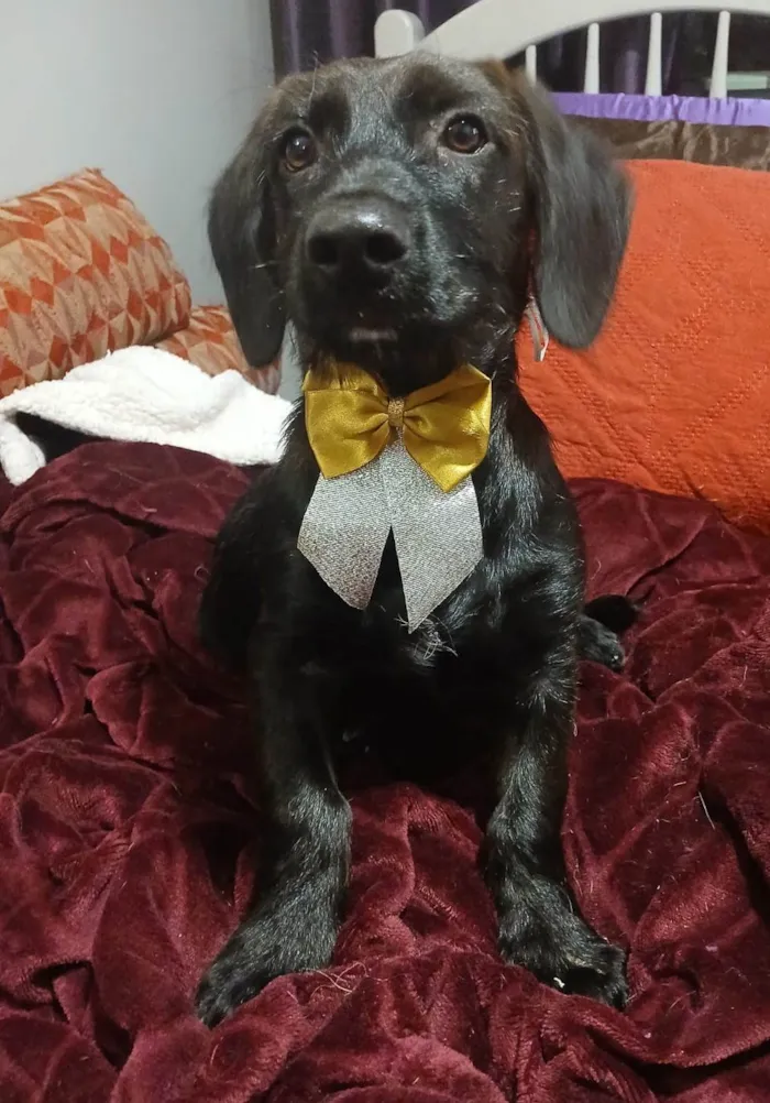 Cachorro ra a SRD-ViraLata idade 2 a 6 meses nome Chokito