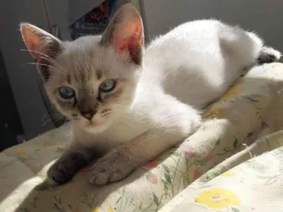 Gato raça SRD-ViraLata idade 2 a 6 meses nome Ainda não tem nome