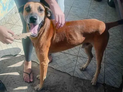 Cachorro raça SRD-ViraLata idade 2 anos nome Marmaduque