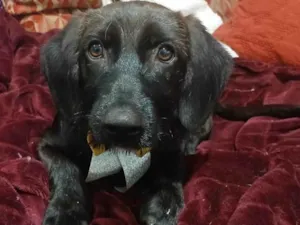 Cachorro raça SRD-ViraLata idade 2 a 6 meses nome Chokito