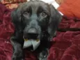 Chokito