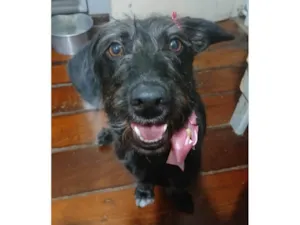 Cachorro raça SRD-ViraLata idade 1 ano nome Cacau