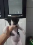 Miau, Juju, Amora, frajola e a Roberta.