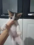Miau, Juju, Amora, frajola e a Roberta.