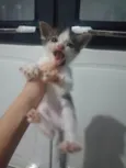 Miau, Juju, Amora, frajola e a Roberta.