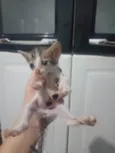 Miau, Juju, Amora, frajola e a Roberta.