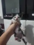 Miau, Juju, Amora, frajola e a Roberta.