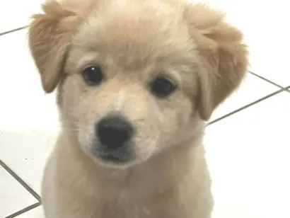 Cachorro raça SRD-ViraLata idade 2 a 6 meses nome Mel