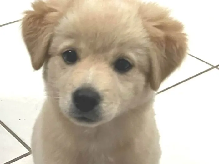 Cachorro ra a SRD-ViraLata idade 2 a 6 meses nome Mel