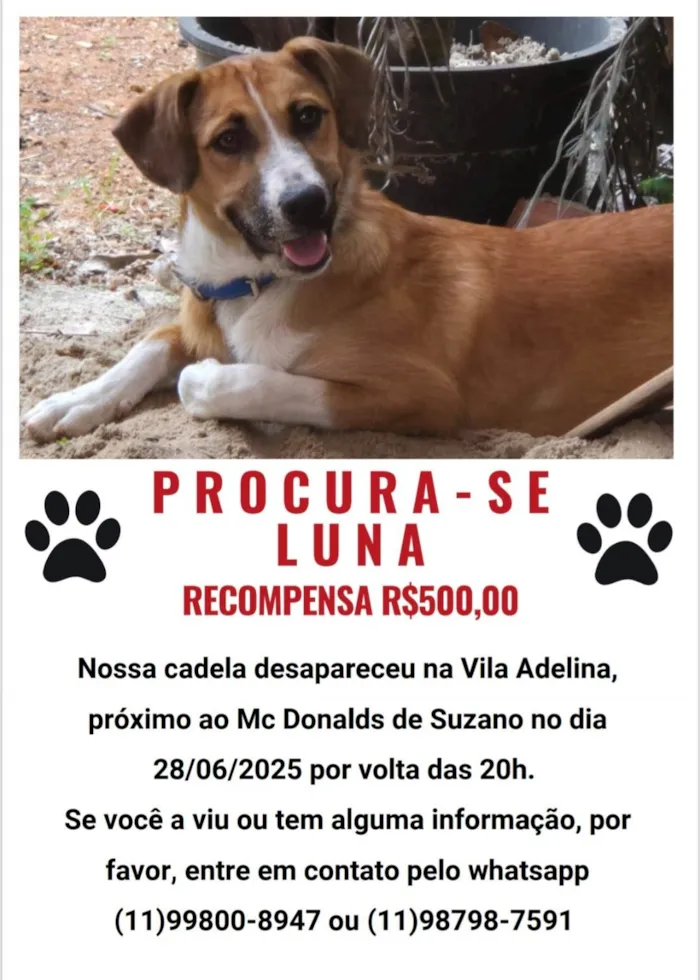 Cachorro ra a SRD-ViraLata idade 7 a 11 meses nome Luna