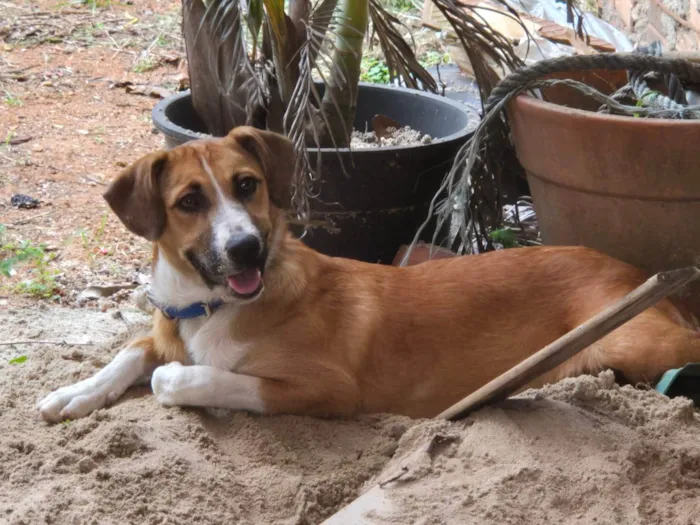 Cachorro ra a SRD-ViraLata idade 7 a 11 meses nome Luna
