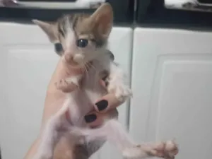 Gato raça SRD-ViraLata idade Abaixo de 2 meses nome  Miau, Juju, Amora, frajola e a Roberta.