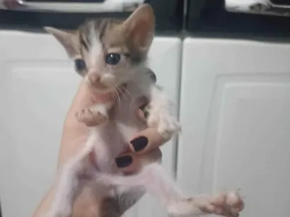 Gato raça SRD-ViraLata idade Abaixo de 2 meses nome  Miau, Juju, Amora, frajola e a Roberta.