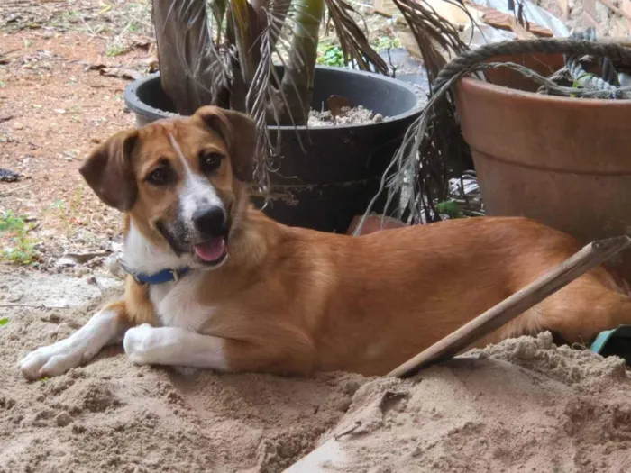 Cachorro ra a SRD-ViraLata idade 7 a 11 meses nome Luna