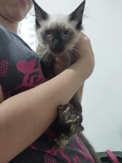Gato raça Siamês idade 2 a 6 meses nome Lokis 