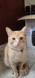 Simba 
